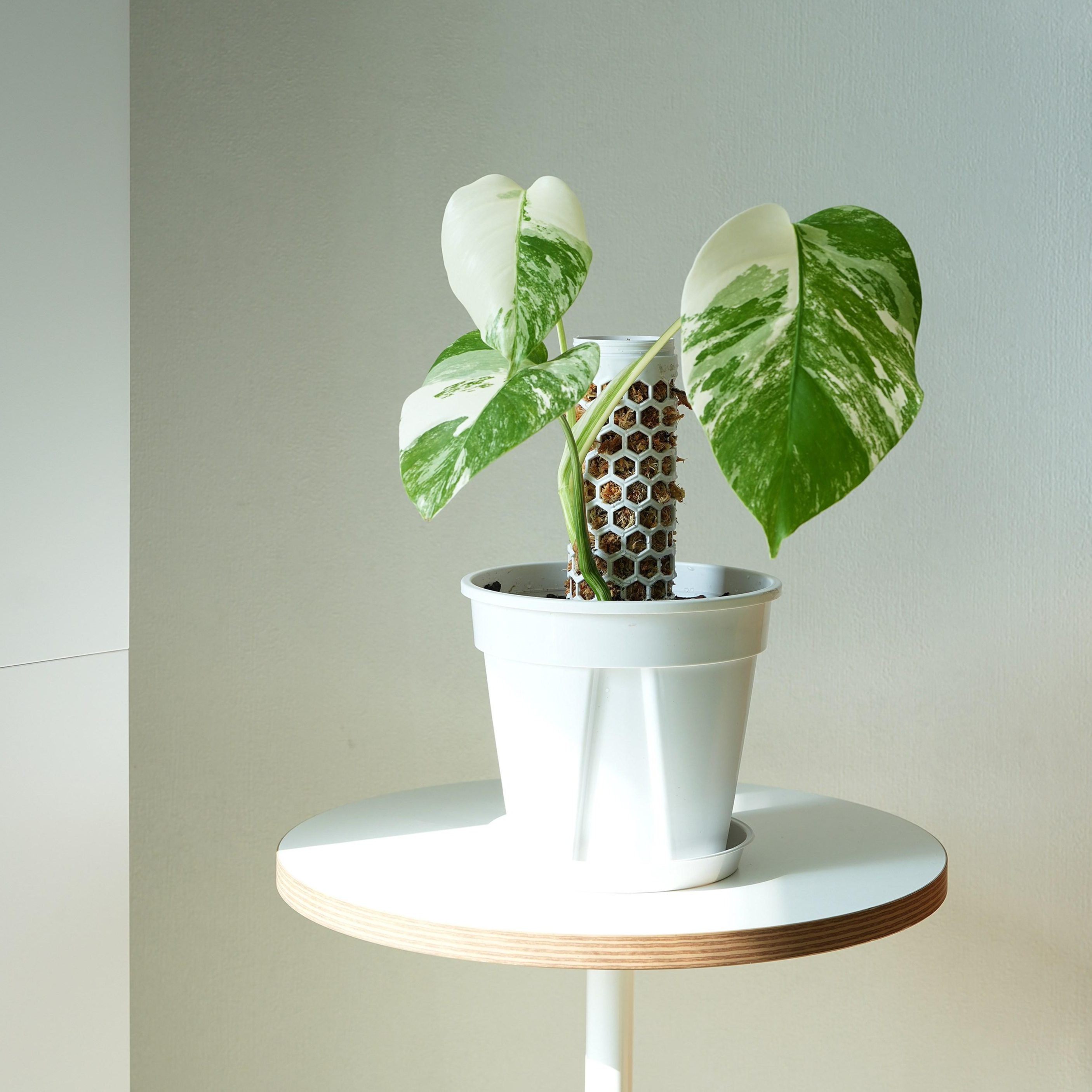 [메종드정글] 정글봉 줄기식물 슬릿화분, 모듈식 지지봉 (화이트 색상, 슬릿 화분과 28cm 지지봉) 16,400원