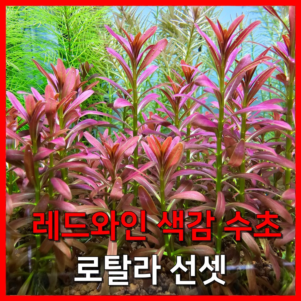 [수초농부] 로탈라 sp. 선셋 레드와인 색감 수초 7,500원