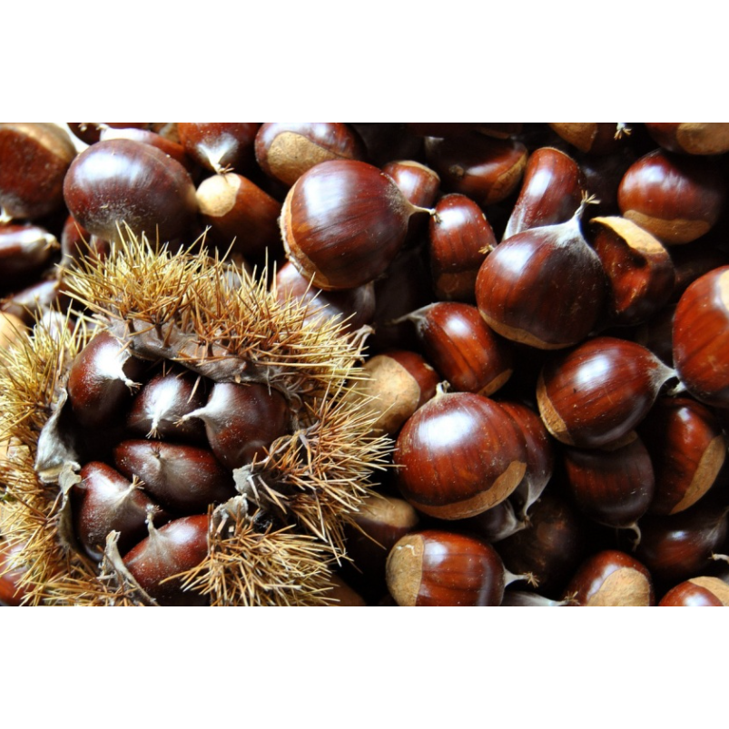 공주밤 옥광밤 생율밤 군밤 (대)1kg 2kg 3kg 4kg, 1박스, 4kg 54,900원