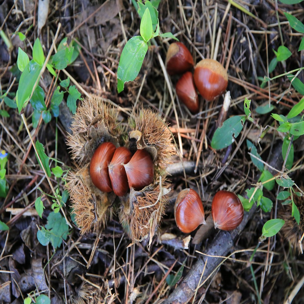(대사이즈) 일등농수산 산지직송 정품 옥광밤, 1개, 4kg 59,500원