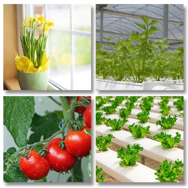 국내 생산 식물등 30W LED 생장 조명 딸기 제라늄 다육이 하우스 보광등 60,000원