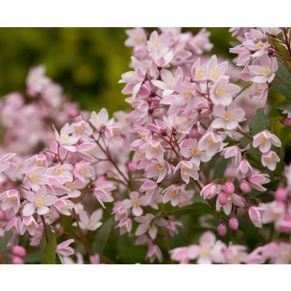 유키체리 블로썸(Yuki Cherry Blossom)  - 말발도리,  C3 포트묘 33,600원