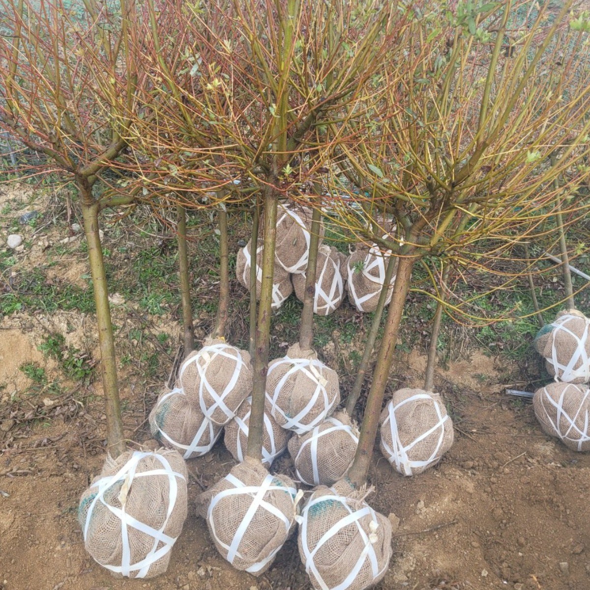 일심묘목농원 플라밍고셀릭스 3년생 분묘 24,300원