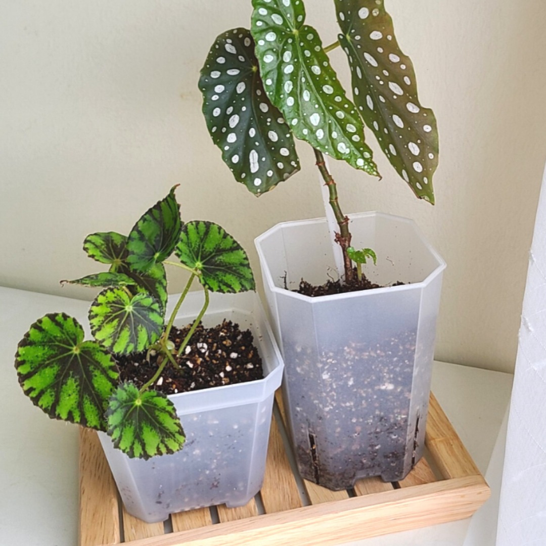 투명 롱 슬릿 화분 , 투명 사각 플분 / 플라스틱 화분 300원