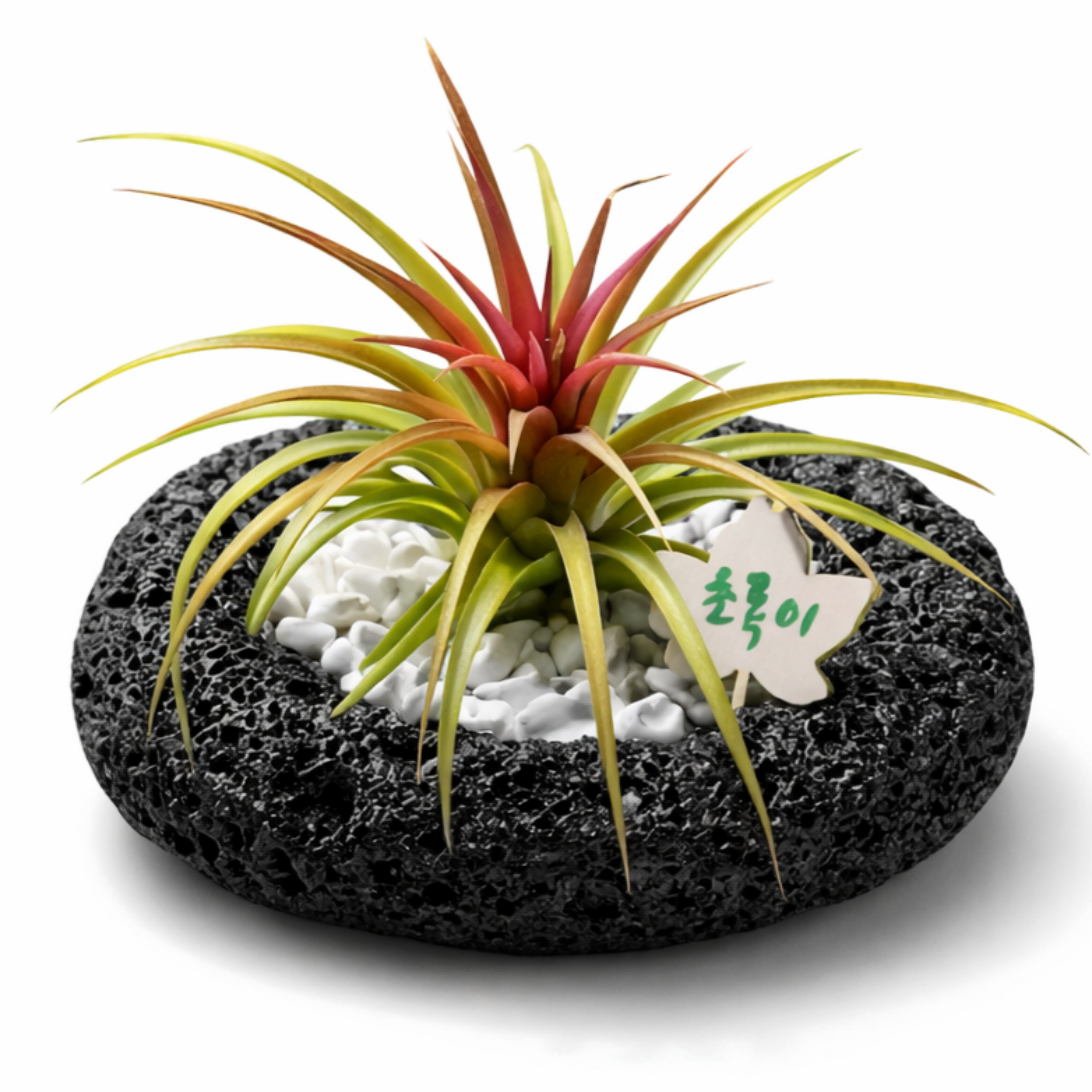 초록한뼘 공기정화 반려식물 특상품 이오난사 감성 풀 세트, 1세트, 블랙팟터키석 31,000원