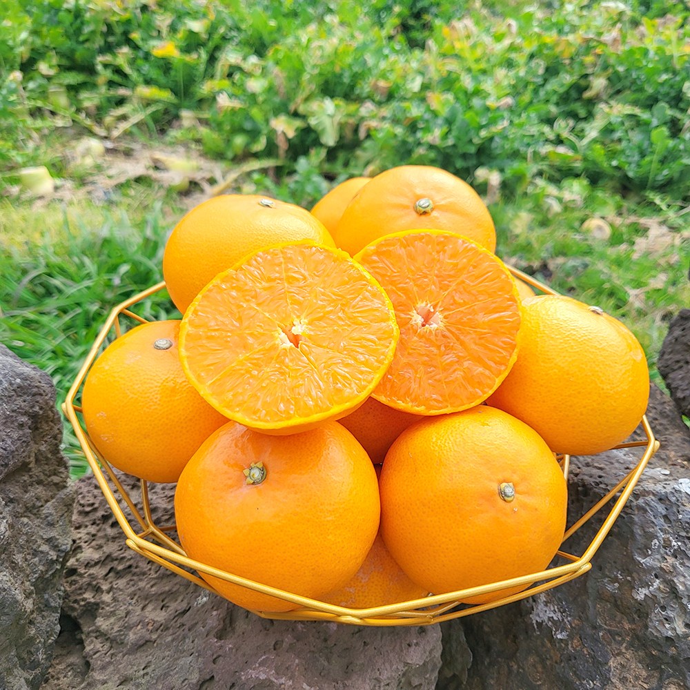 제주아꼼이네 제철 천혜향 과즙팡팡 69,800원