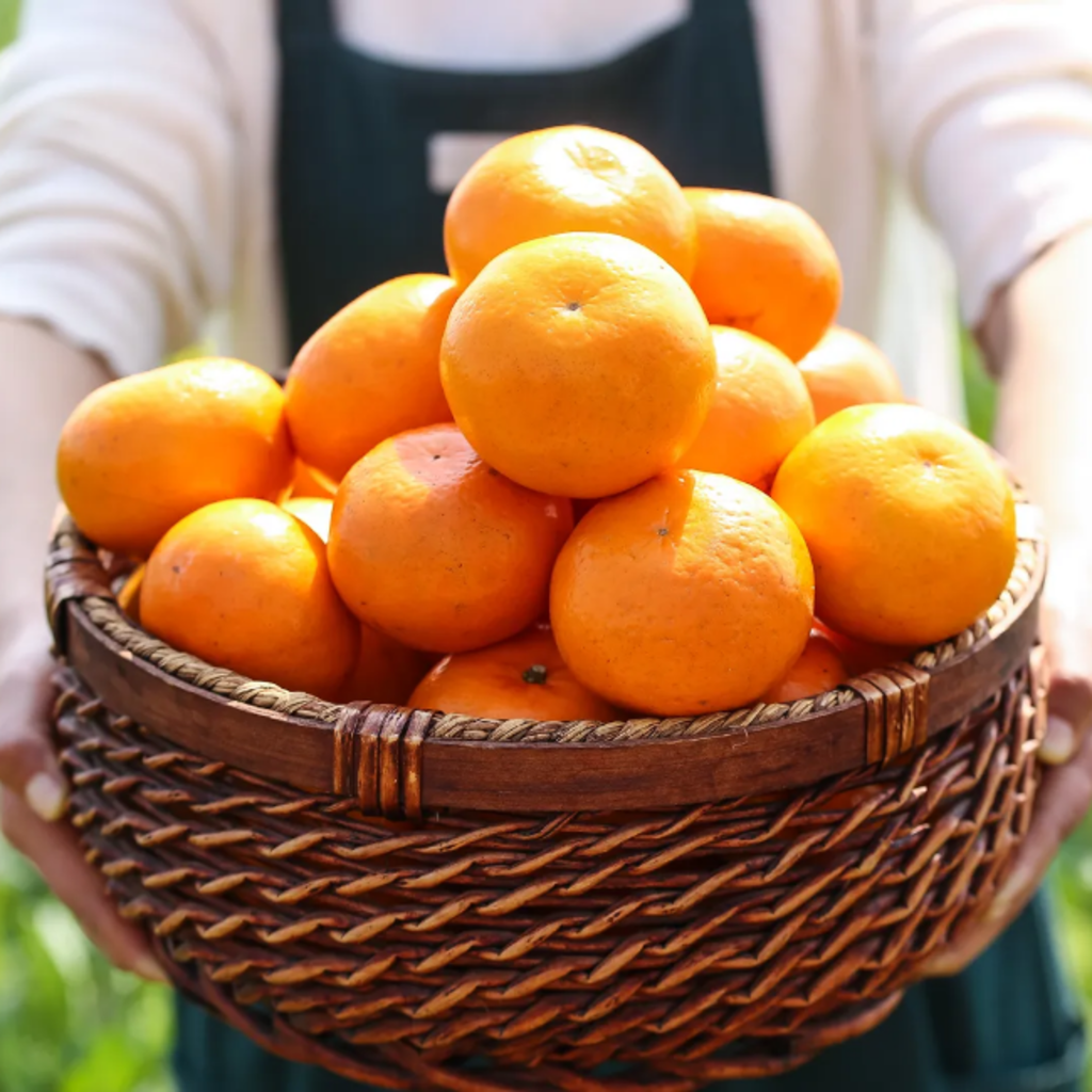 신선히어로 프리미엄 고당도 당도 선별 타이벡감귤 3KG 5KG, 1 22,600원