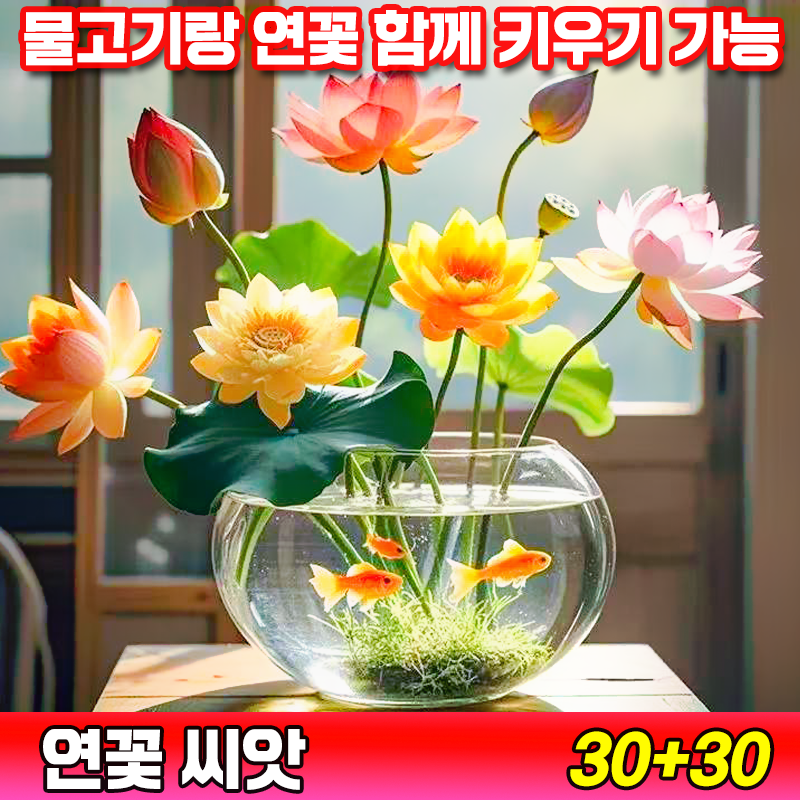 [국내배송] 연꽃 씨앗 수경식물 연못 수중재배 관상용 미니연꽃 수련 행운 연꽃 종자 실내식물 발아율99.99% 10,600원