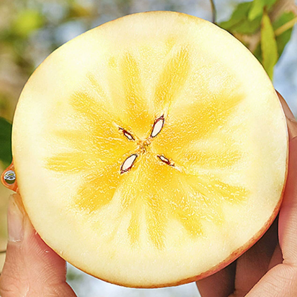 [딱5일반값] 한정수량 꿀흐르는 고당도부사 못난이사과 19,600원