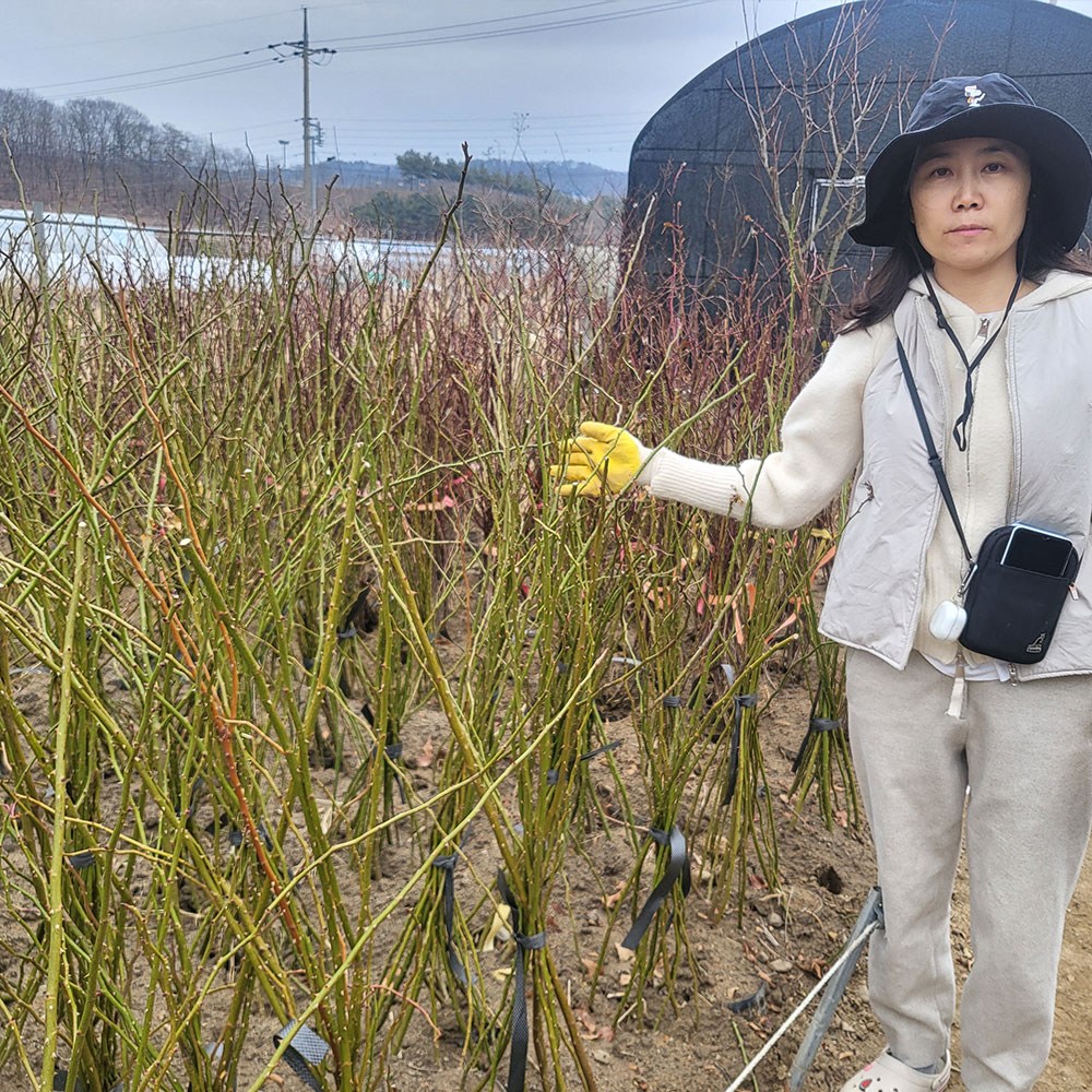 조경수나무묘목/정원수나무묘목 판매 중(왕벚나무,소나무,영산홍,측백나무,남천나무등), 1개 12,000원