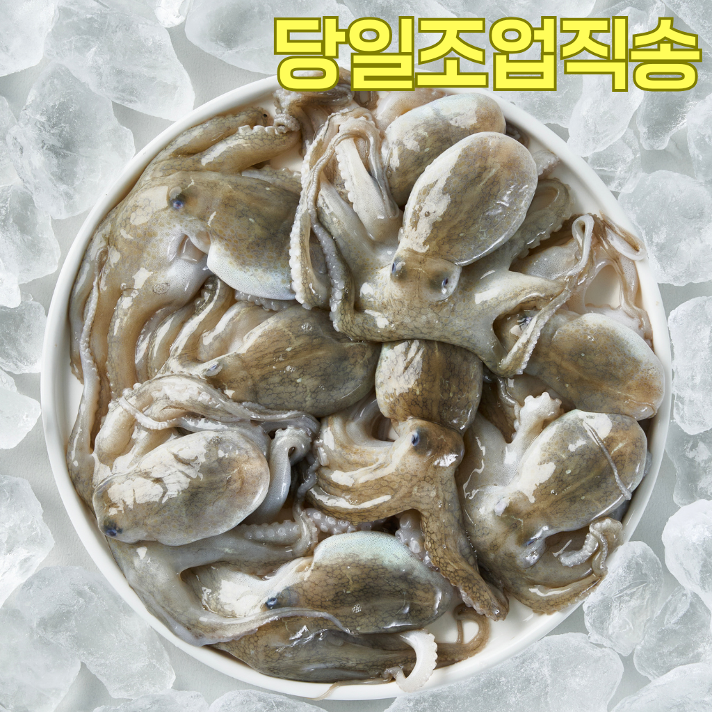[서해안자연산] 봄제철 국산생물 알배기 활쭈꾸미 42,800원
