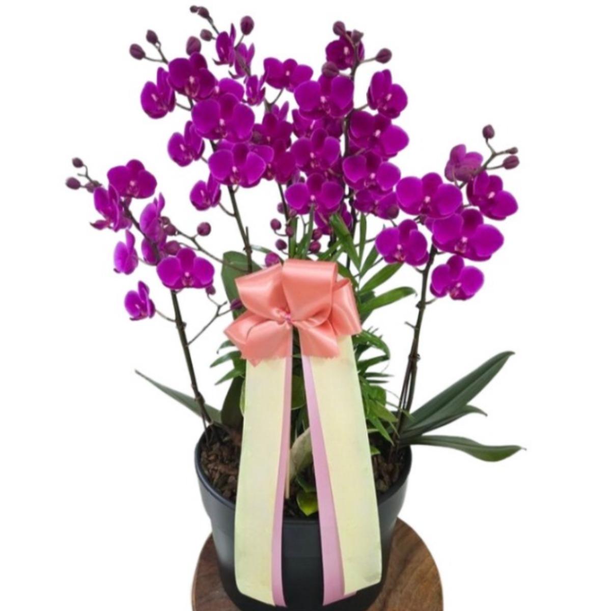 (정플라워) 서양란 동양란 만천홍고급형 개업선물 승진선물 이사선물 출산선물 영전 전국꽃배달 (당일배송), 1개 95,000원