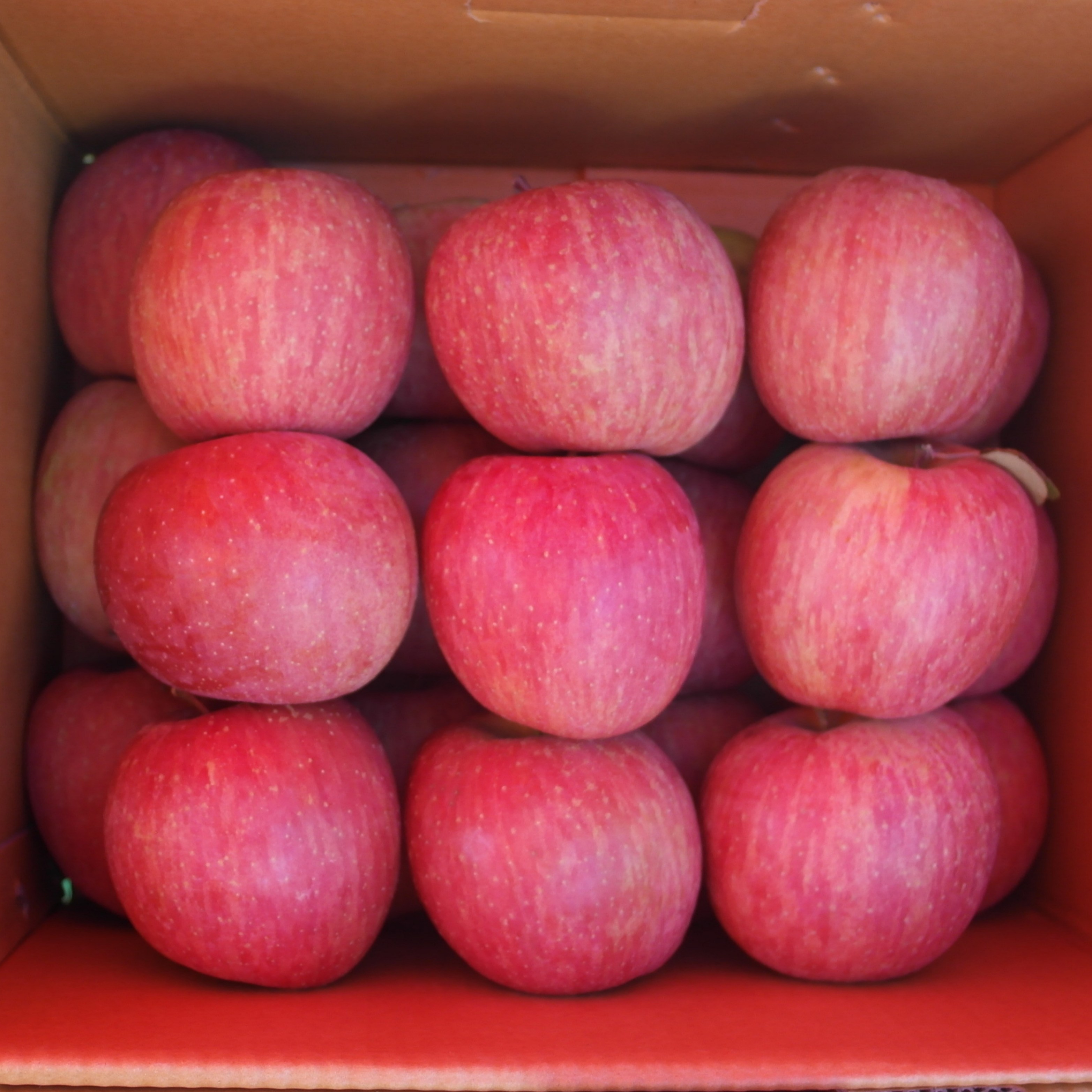 [삼부자네] 얼음꿀 부사사과 선물용(정품) 59,500원