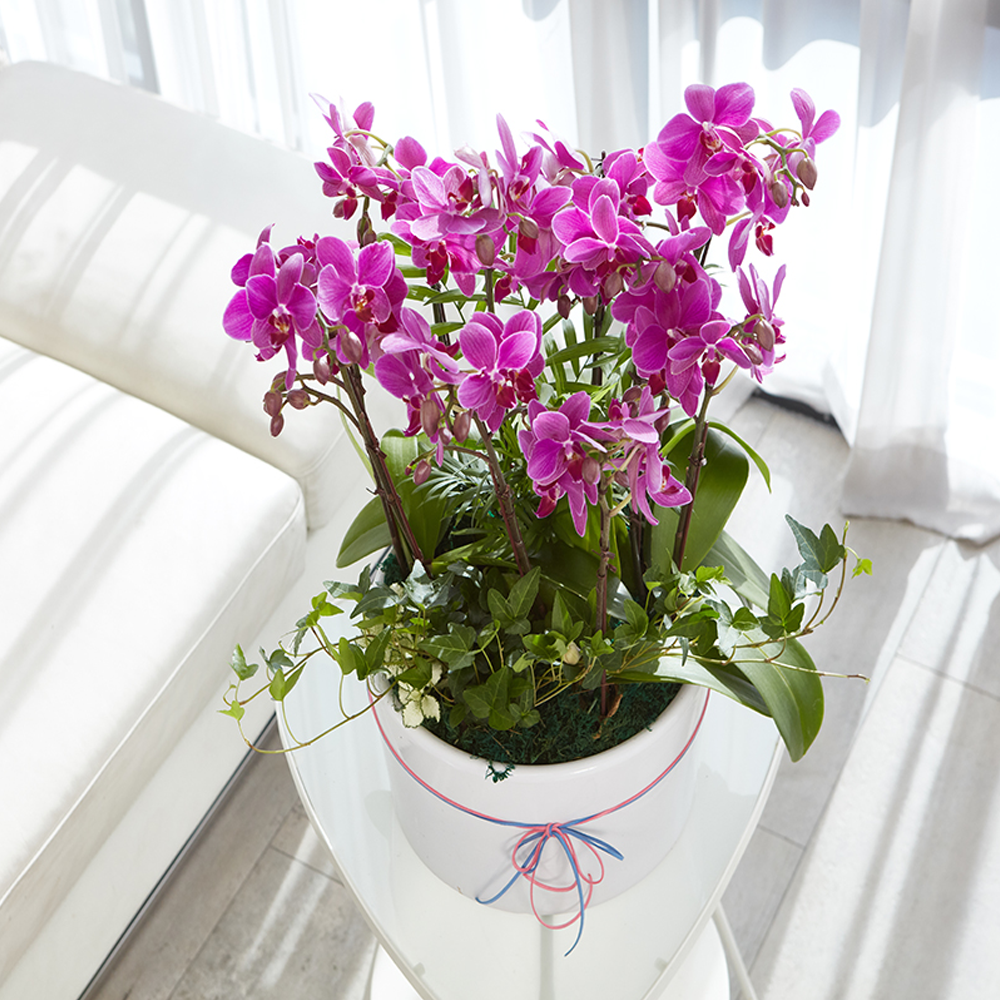 농원청년 서양란 레드호접란 4호 승진화분 영전 취임 인사이동 개업선물 전국꽃배달서비스 기념일선물, 1개 139,000원