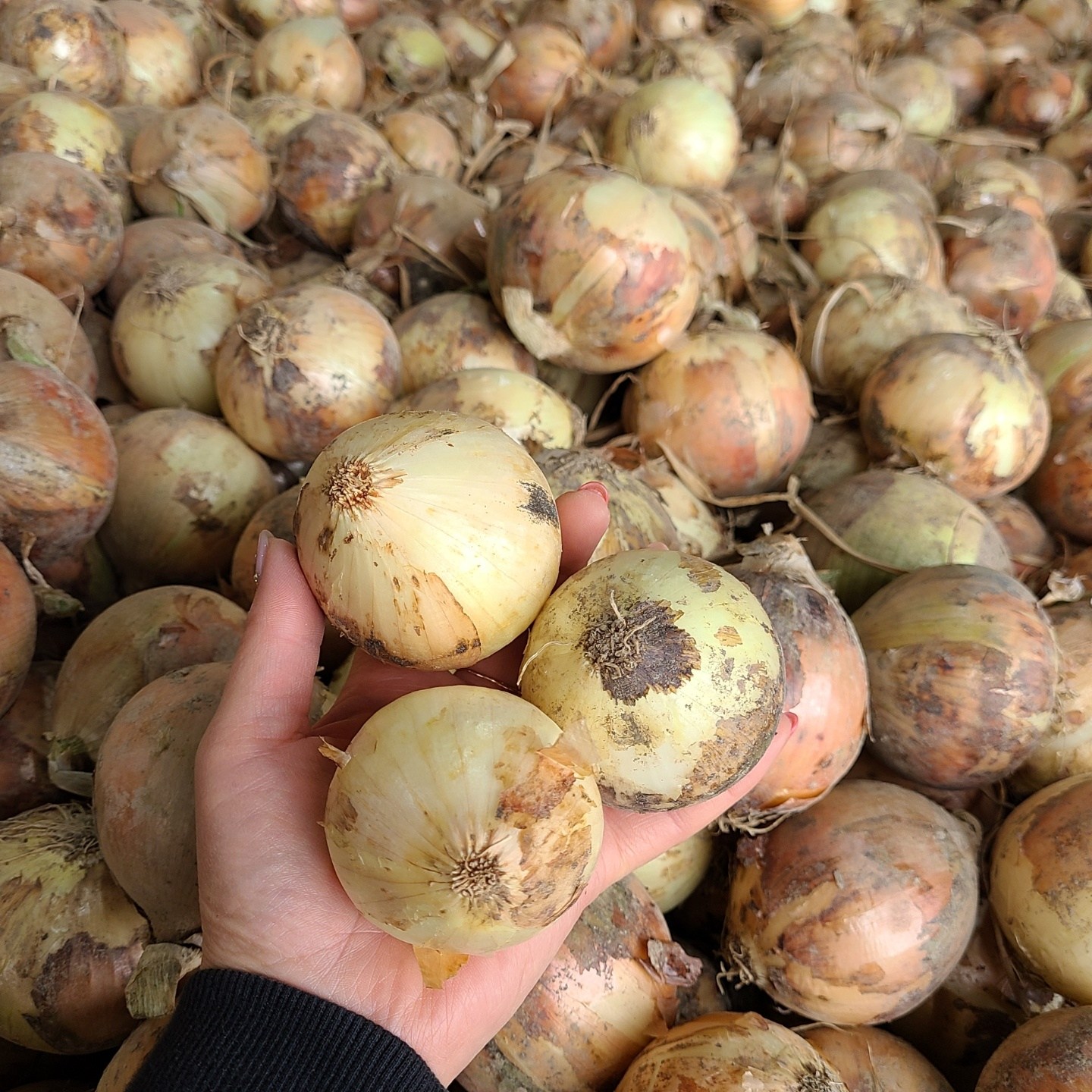 26년 양파 국내산 햇양파 작은크기 양파(소) 9,160원