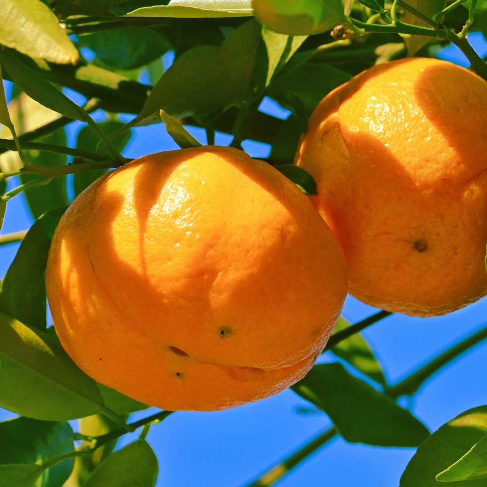 [시장최저가] 100박스한정 꿀당도Brix 제주 노지감귤 22,980원