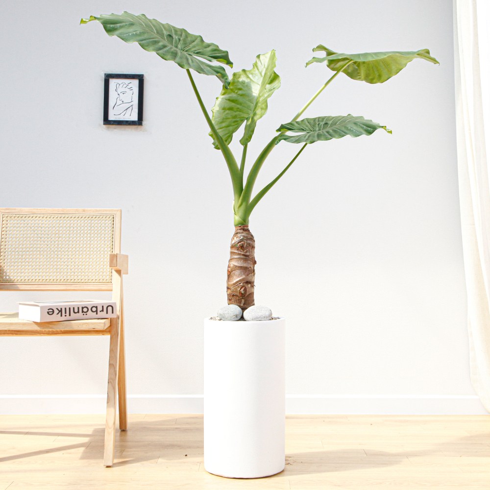 드셀플라워 금전수 돈나무 개업 화분 집들이 선물 승진 사무실 이전 병원 개원 식당 개업식 축하 화분 배달 당일배송 75.특대형_알로카시아 흰색원형 경량화분 149,000원