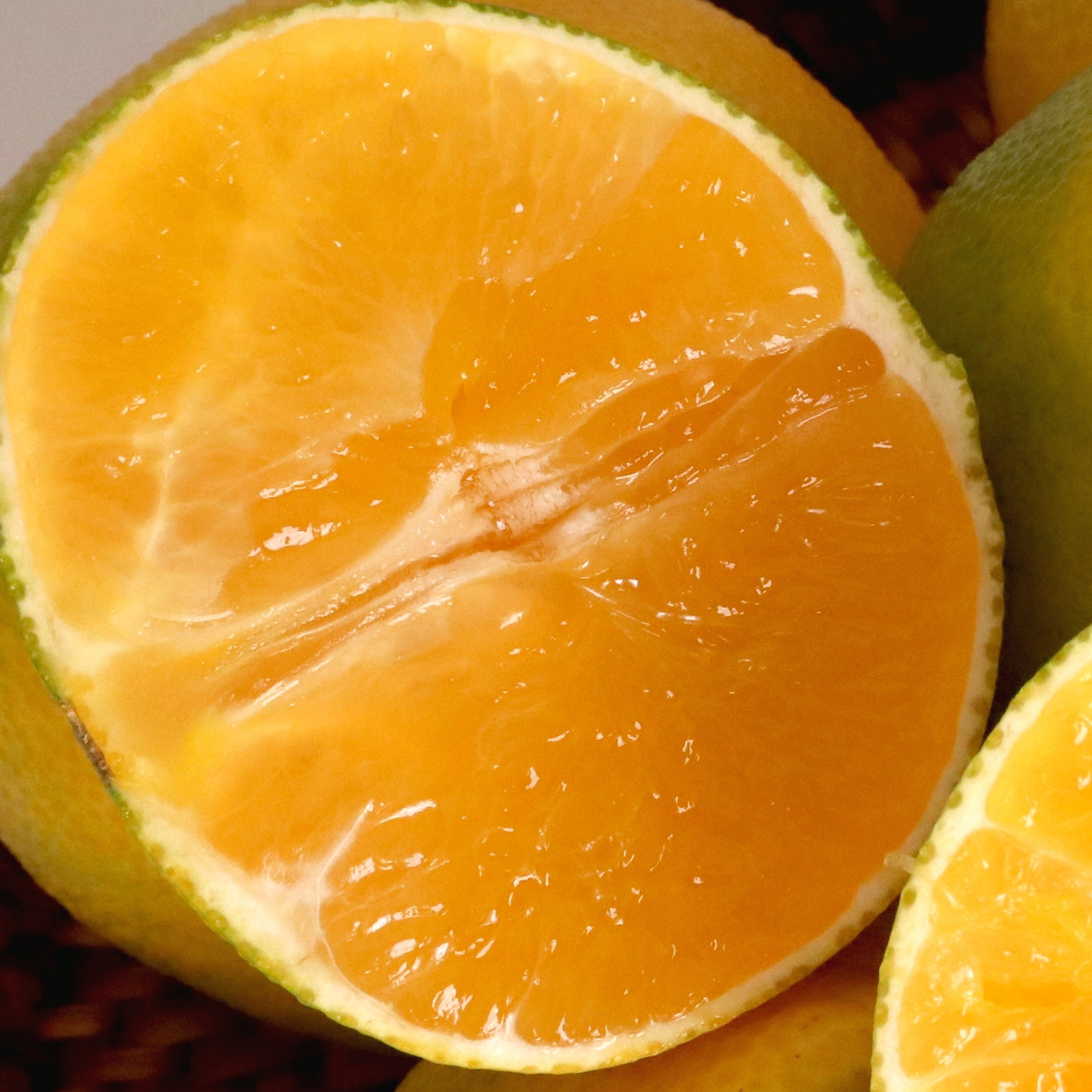 제철에 진심 제주 황금향 선물세트 24,900원