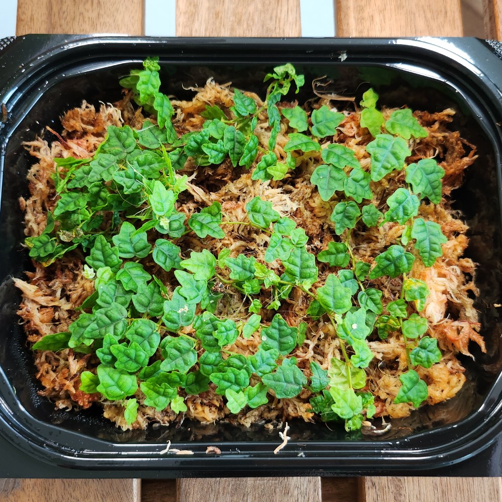 초록보석 제주애기모람 (18x14) 정글플랜츠 비바리움 테라리움 10,000원