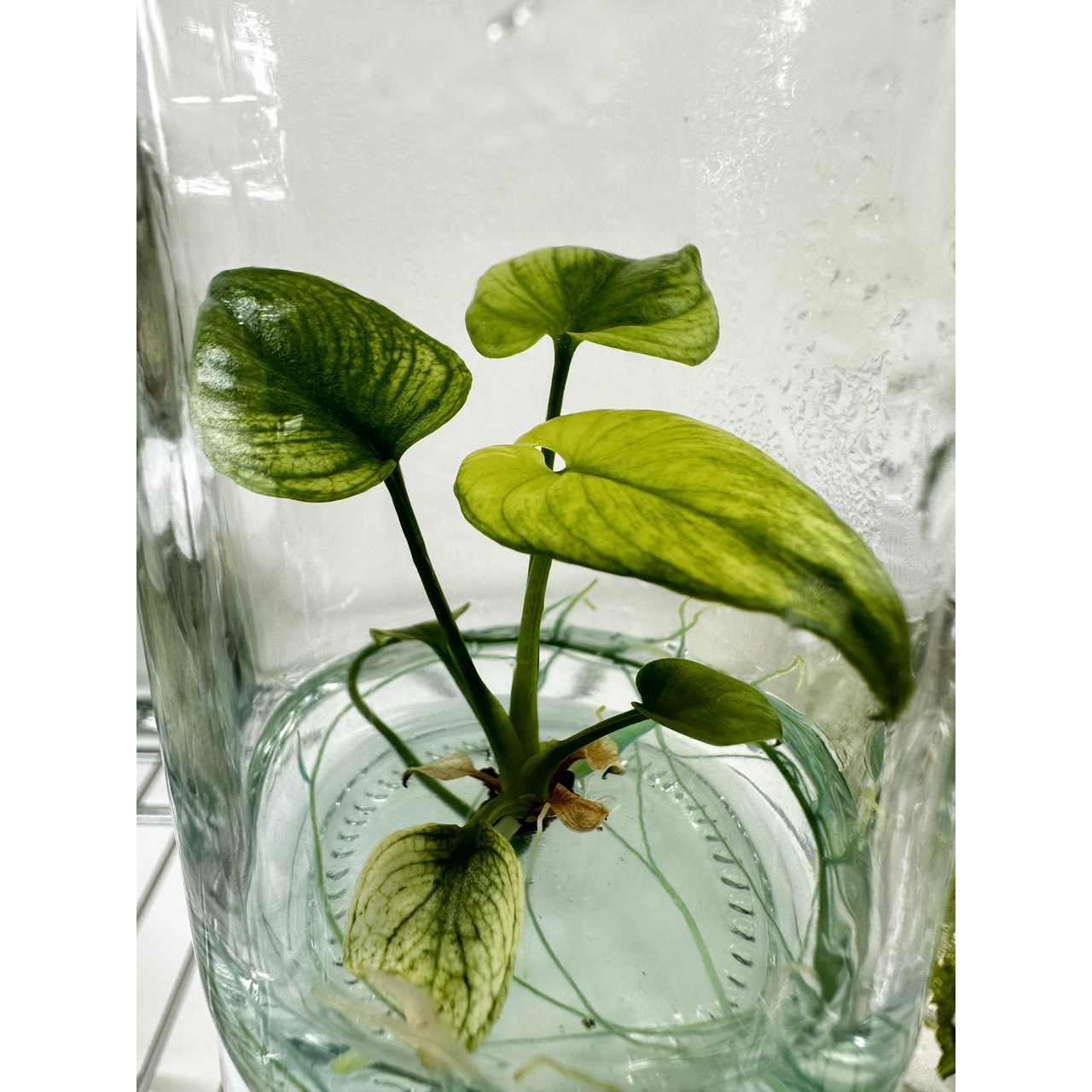 필로덴드론 고엘디 민트 바리에가타 조직배양묘 49,000원