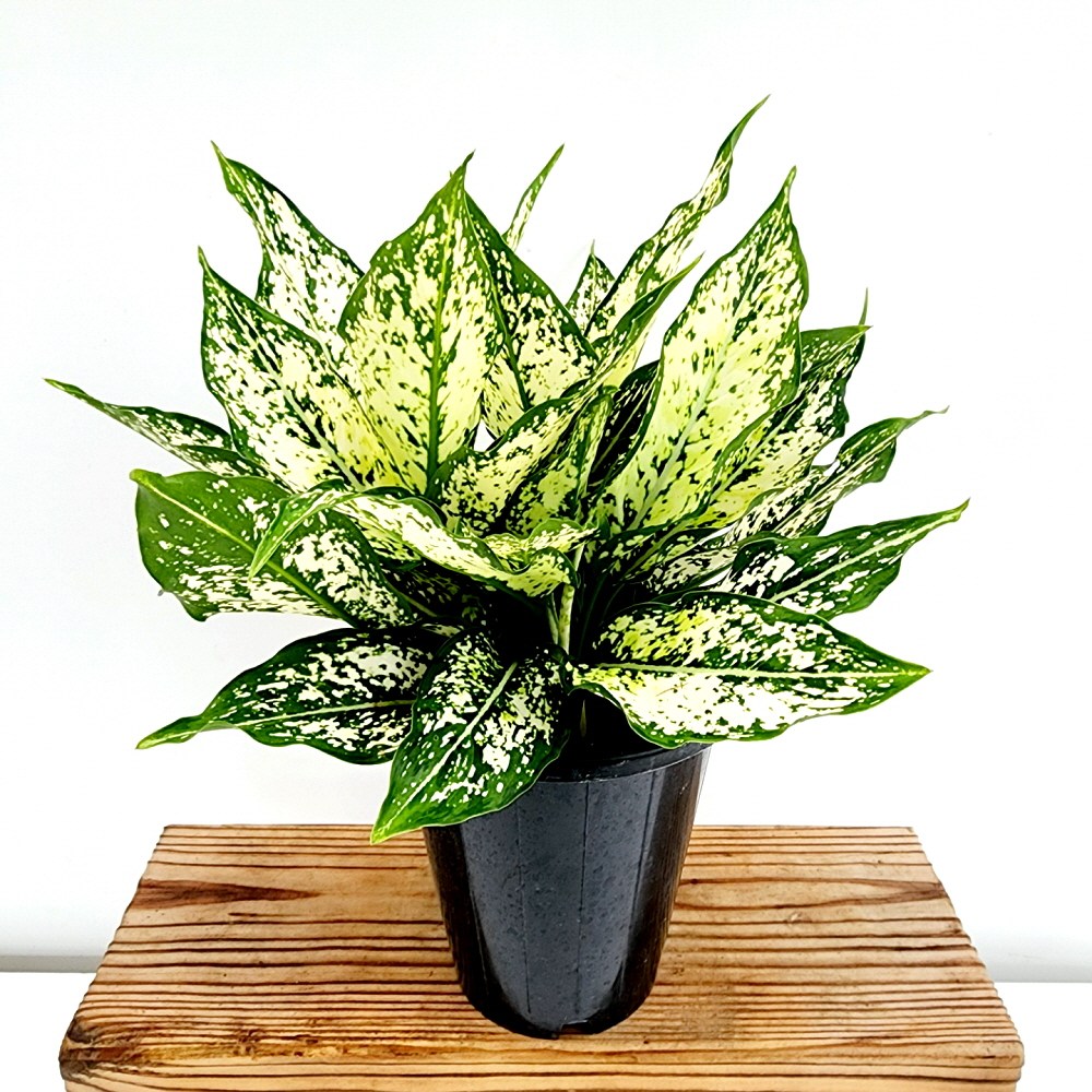 에덴플랜트 스노우 사파이어 중품 아글레오네마 수경재배 반음지 아글라오네마 12,800원