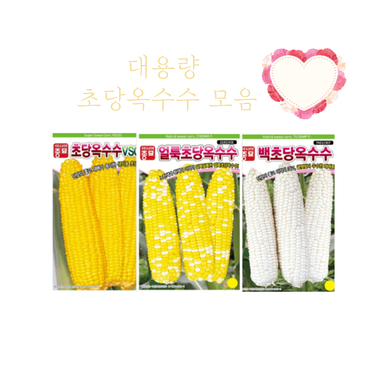 대용량 초당옥수수 씨앗 2000립 [26년포장] 백초당옥수수씨앗 얼룩초당옥수수종자, 1개 80,000원