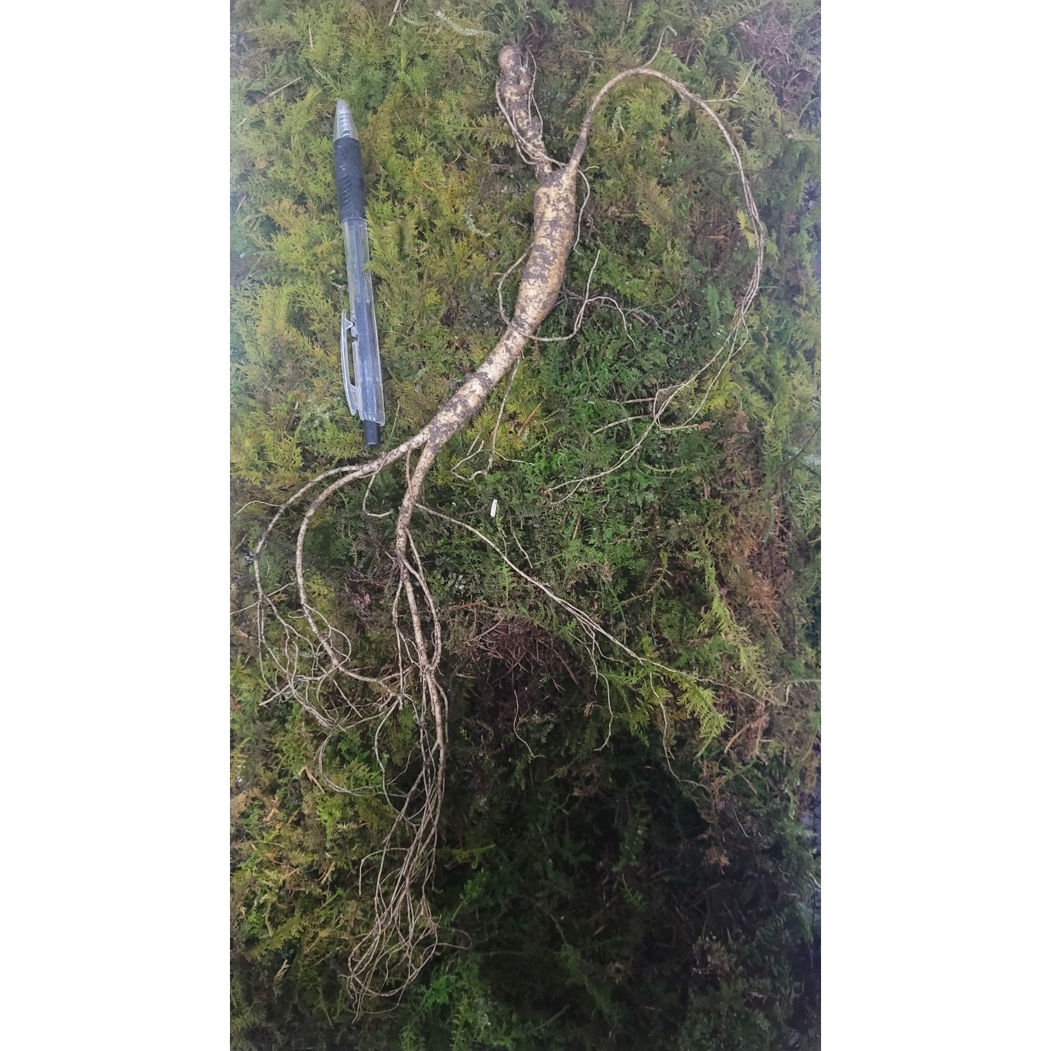 천생삼 청정 강원도 해발 700m 야생방치삼 22년근 산삼 장뇌삼 123,000원