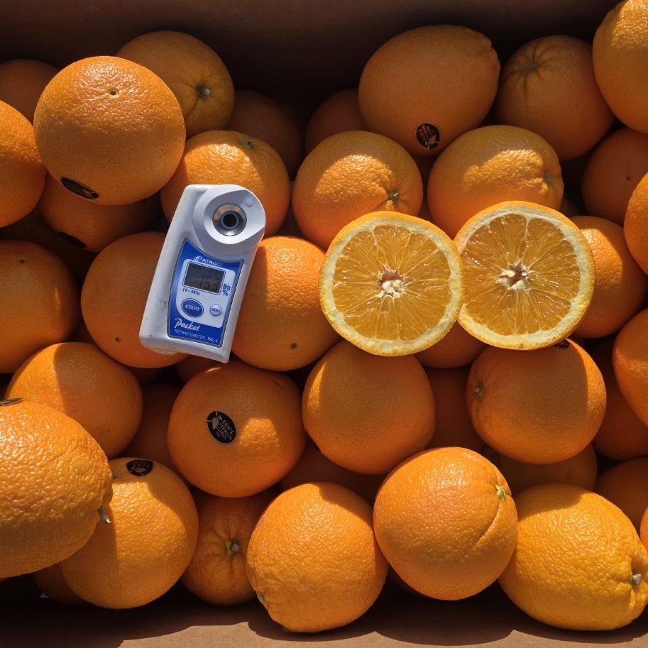 미국산 네이블 오렌지 팬시 블랙라벨 1박스 대용량, 1개, 팬시 블랙라벨 18kg 88과 72,500원