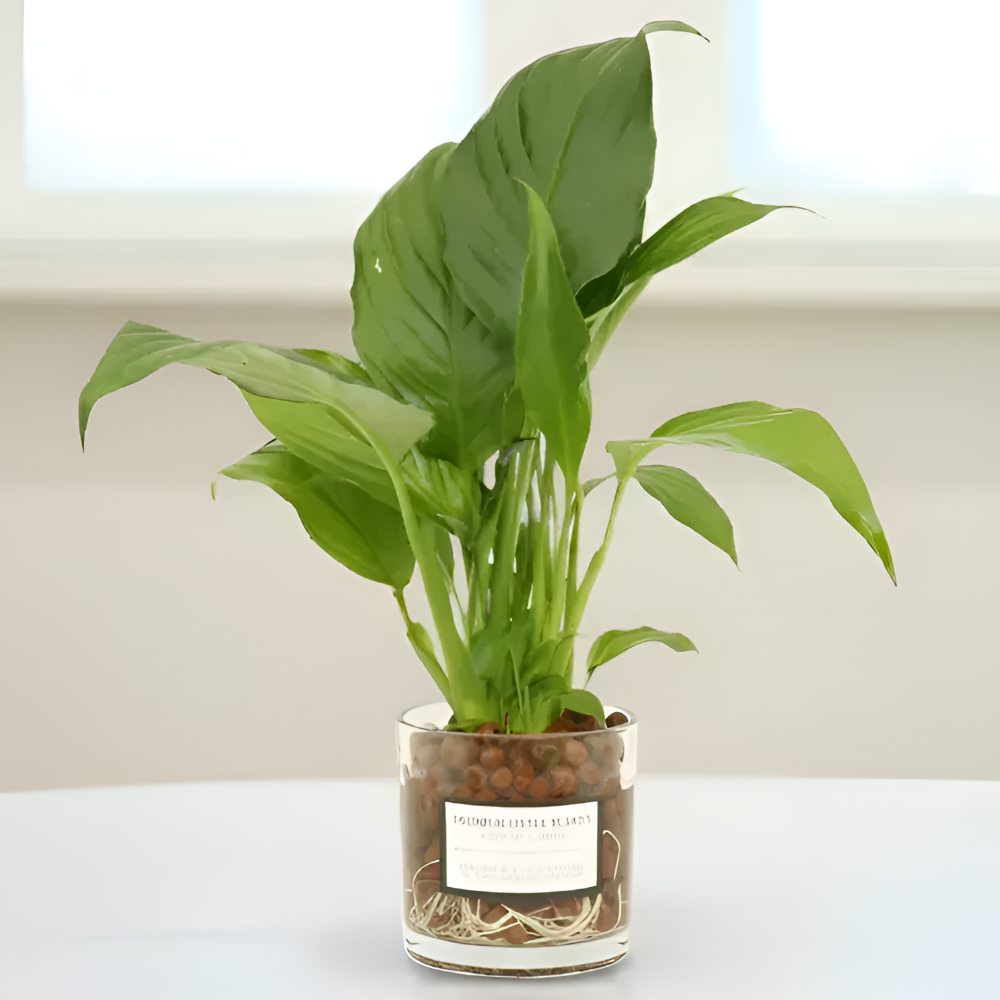 피오그린 천연 가습기 원통유리 하이드로볼 수경세트 공기정화식물 거실인테리어, 1개, 13 스파티필름 15,900원