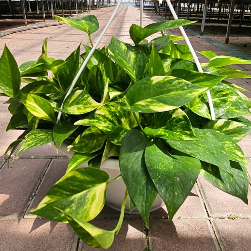 식물교감 마블 무늬스킨답서스 대품 행잉걸이 18,900원