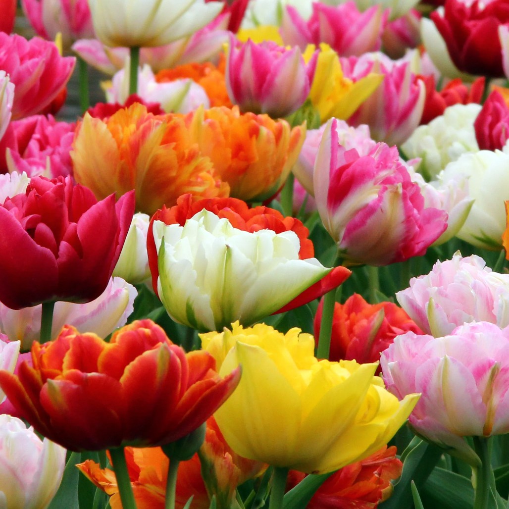 [큐가든] 튤립 구근 더블 겹튤립 최고급종 3종 혼합 15-9개 유럽 직수입 특선 세트 21,900원