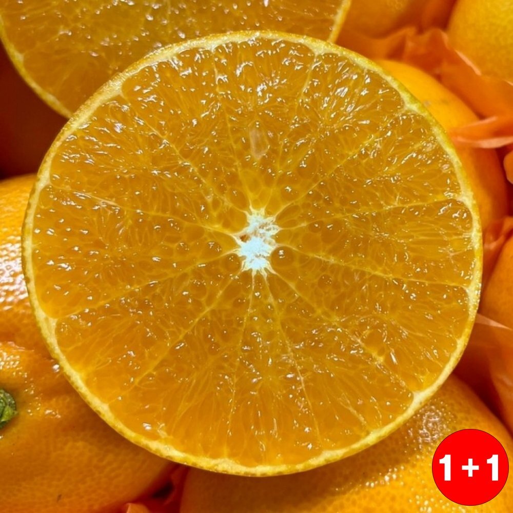 태봉리 제주천혜향 명절 선물세트 로얄과 당도 높은 과일 고당도(1+1옵션 주문수량의 2배수량 배송) 46,000원