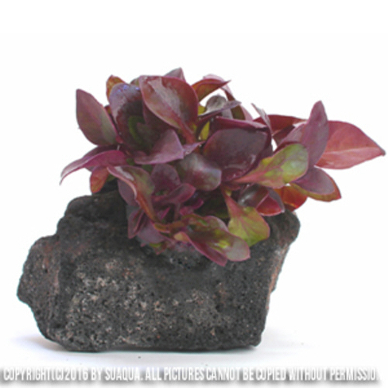 와이피컴퍼니 알테란테라 레시드 화산석포트 10,000원