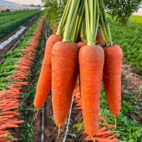 산지 제주직송 달큰아삭 햇 제주 구좌 당근, 1박스, 제주 구좌 당근 중 3kg 11,800원