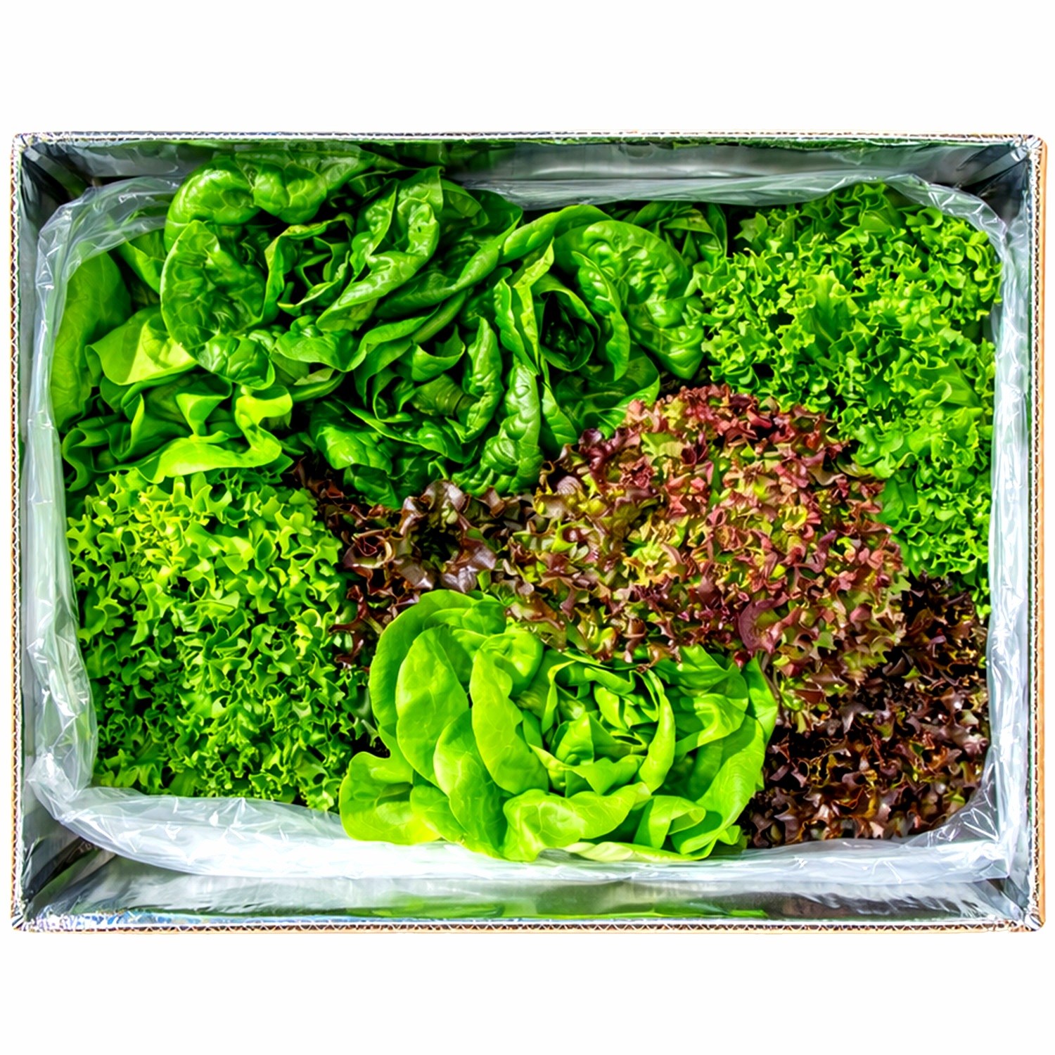 [팜플로우] 유럽상추 유럽샐러드 쌈채소 4~5종구성 유럽샐러드채소 모듬쌈 로메인 버터헤드 유럽채소 8,900원