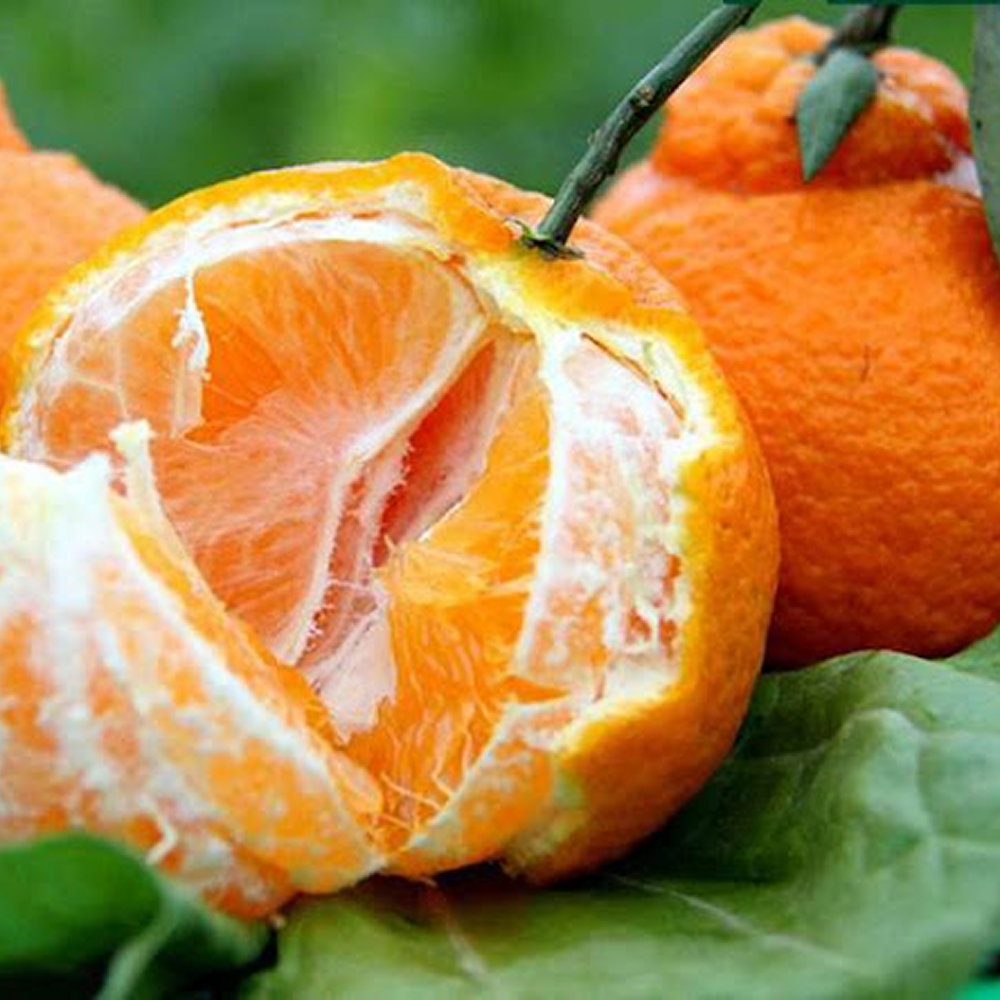 [설명절최저가행사] 2대농부 한라봉선물세트 톡톡벌꿀맛 한라봉 17,900원