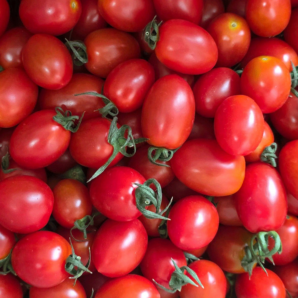 국내산 대추방울토마토 로얄과 당일수확 프리미엄 산지직송, 1박스, 5kg 47,900원