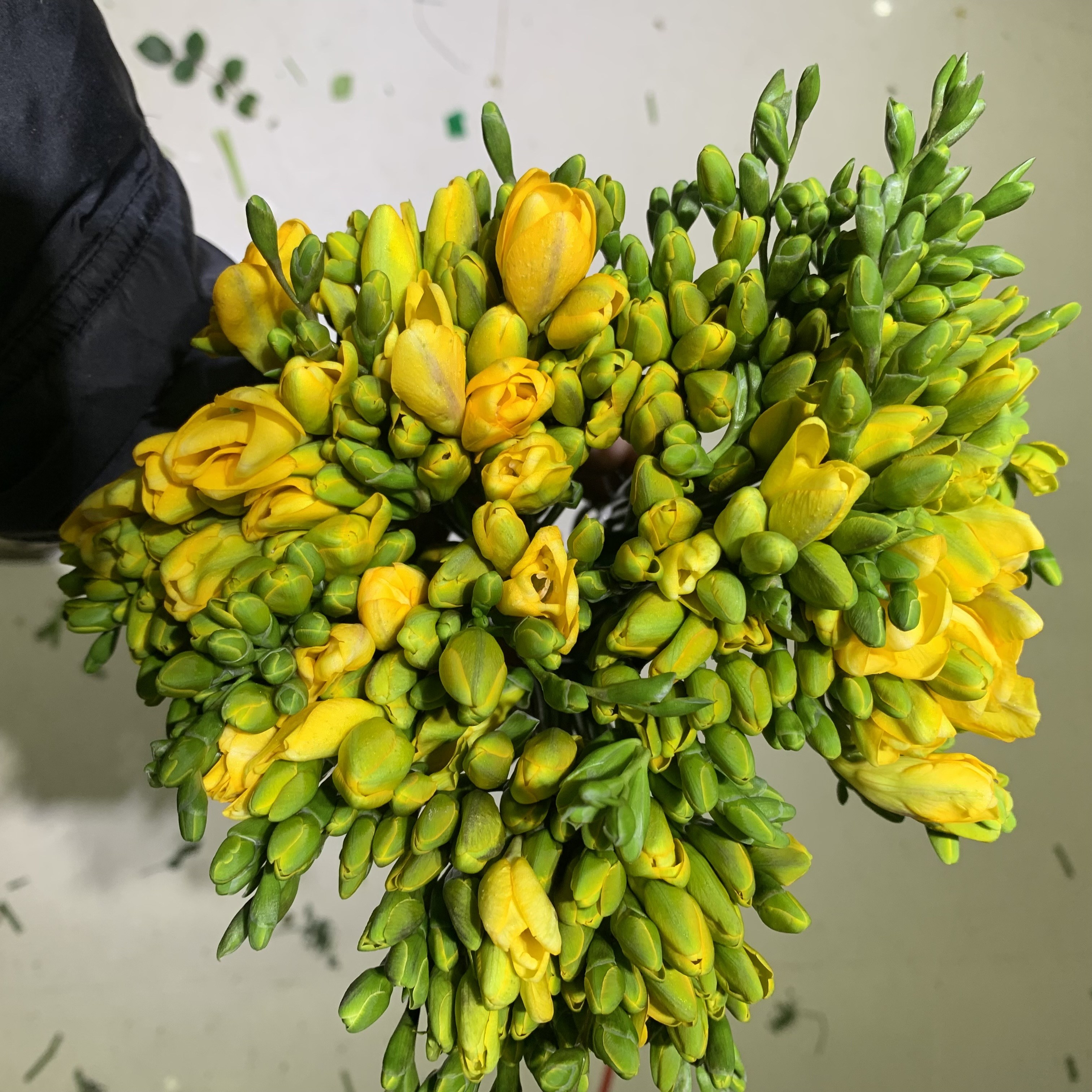 [사직생화] 프리지아 50대. 12,900원