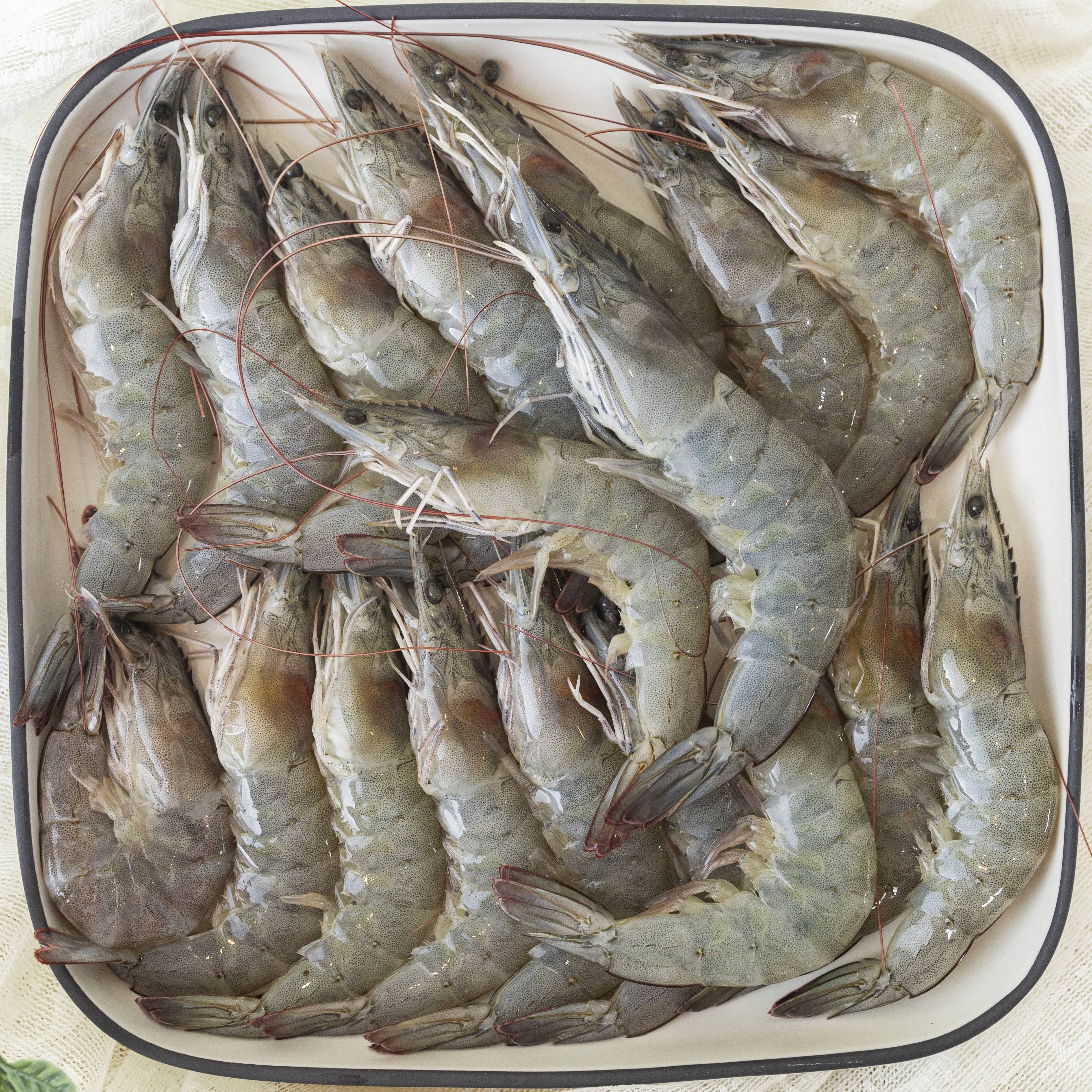 프리미엄 유산균 먹여 키운 바로 잡아 보내는 양식장 직송 여수 청년의 활새우 흰다리새우 왕새우 생새우 42,900원