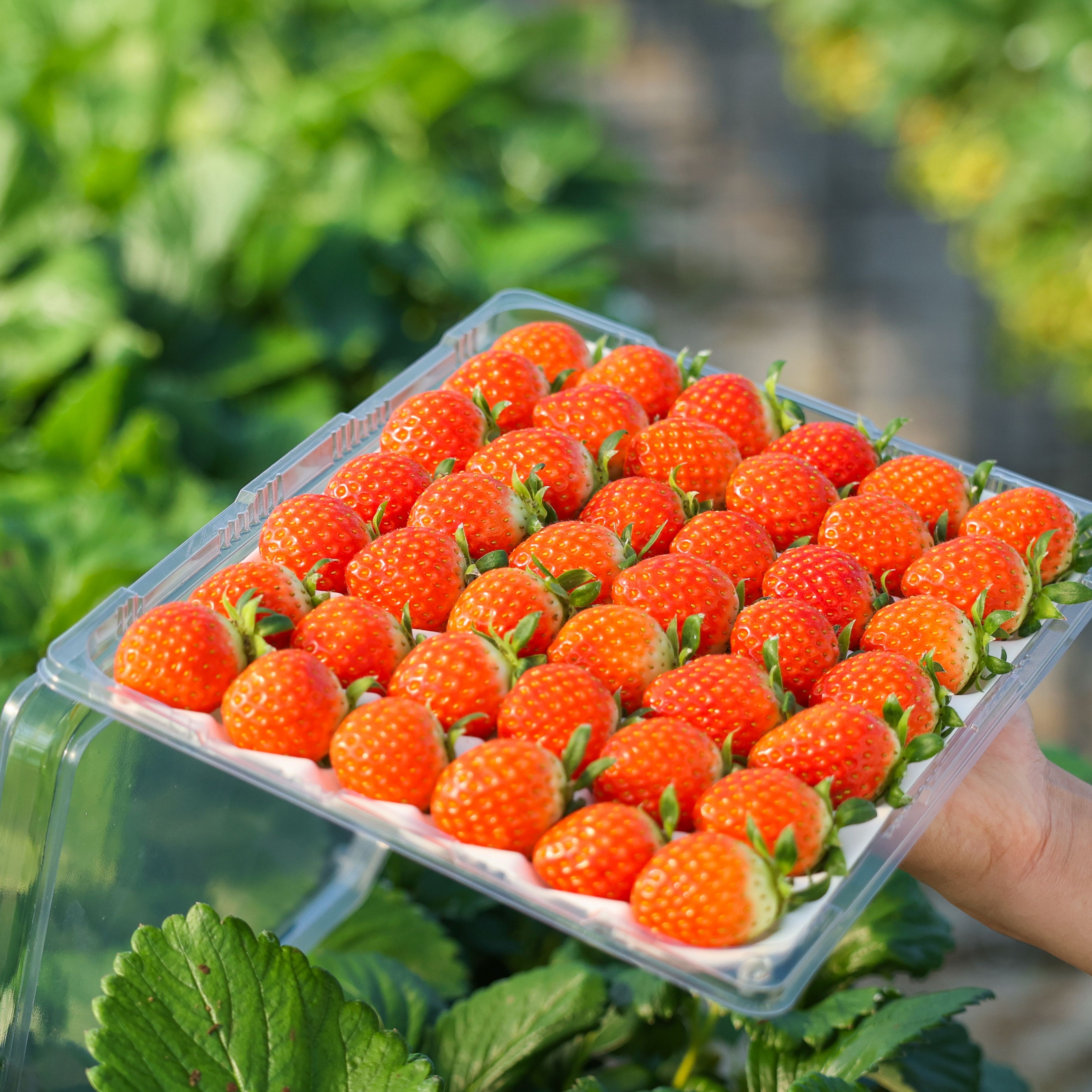 [당일수확]GAP 산지직송 프리미엄 설향 딸기 생딸기, 1개 8,890원