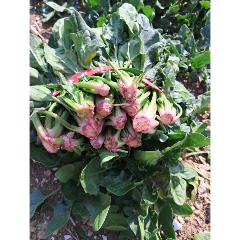 전라도 여수 노지 해풍 시금치, 4kg, 1개 29,900원