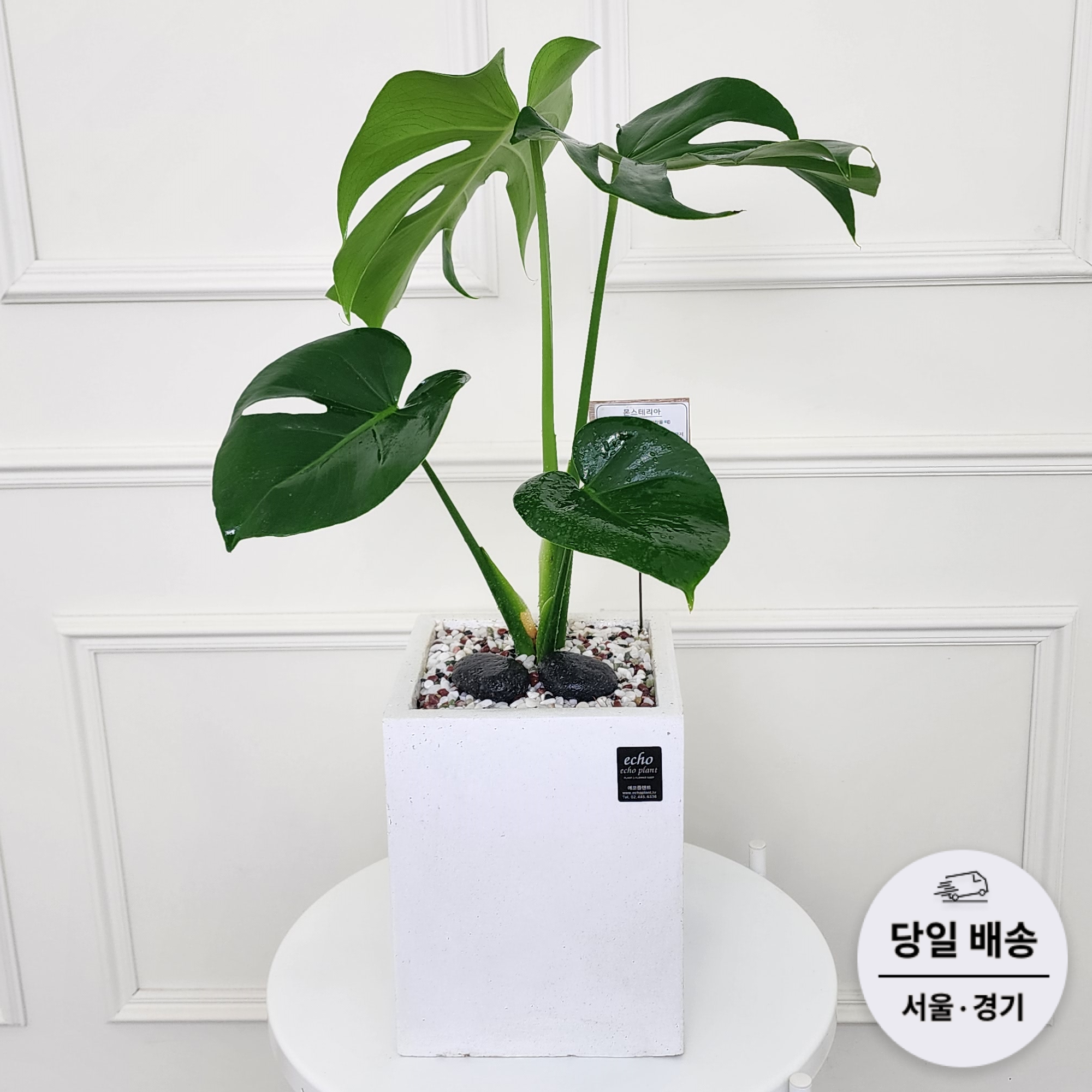 에코플랜트(서랍형받침+리본증정+당일배송) 몬스테리아 파키라 돈나무 공기정화 실내 거실 식물 개업 축하 화분, 01. 몬스테리아, 1개 55,000원
