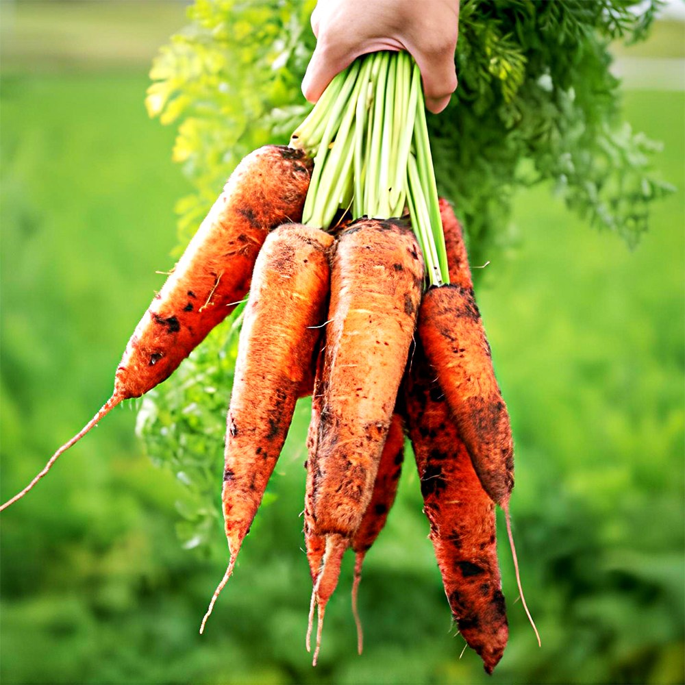 10Brix이상 달콤한 국내산 흙당근 19,700원