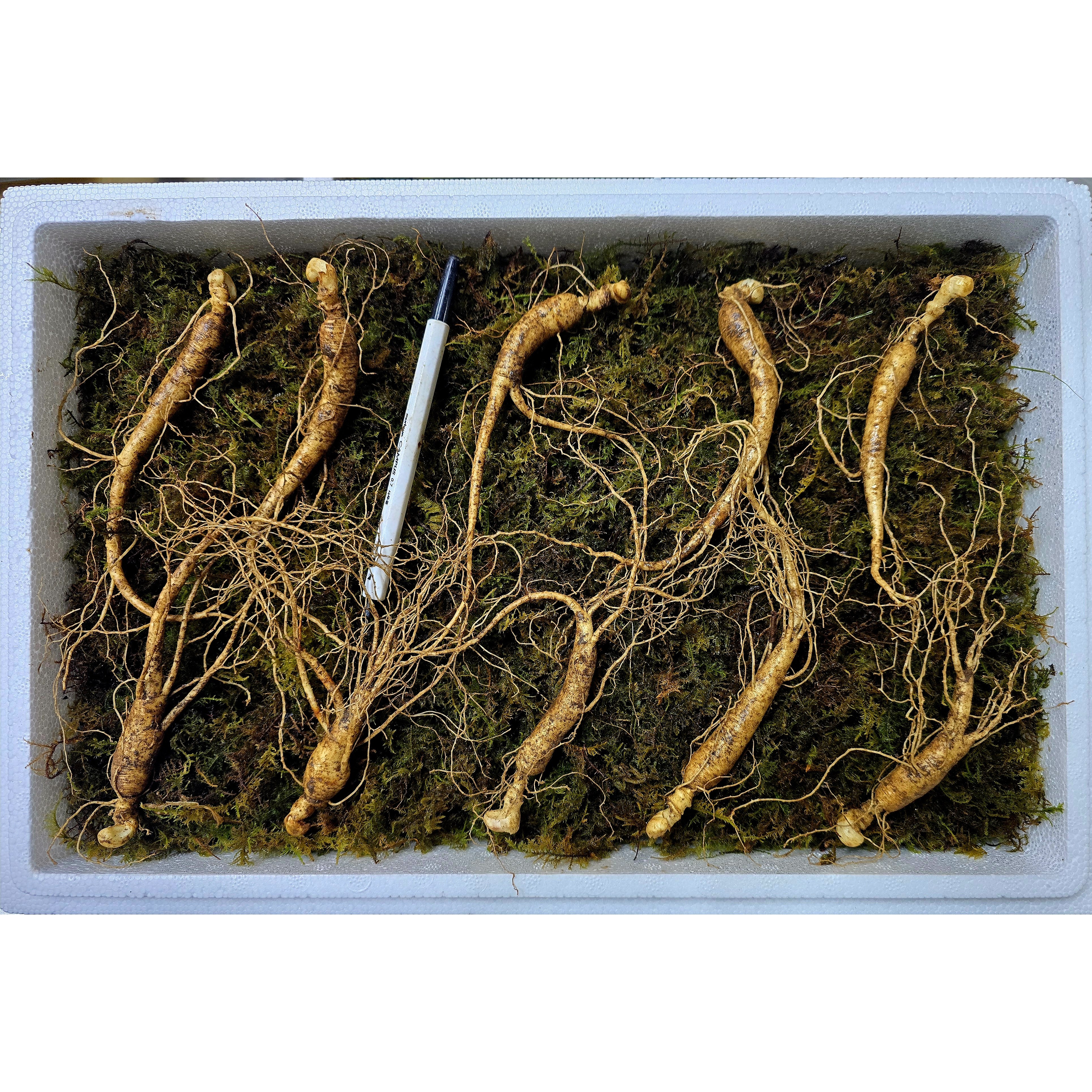 도담산삼 7-8년근 15뿌리 산양삼 산양산삼 장뇌삼 산삼, 1개 260,800원