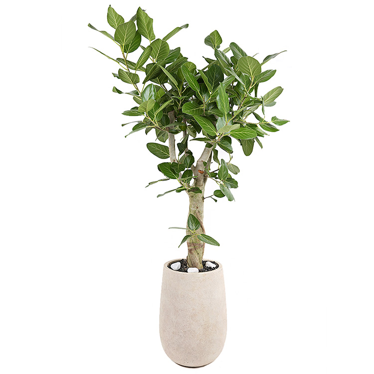 119플라워 (당일배송) 축하의시간 뱅갈고무나무(150cm내외) ST-D735 개업 관엽 행사용 승진 영전 전시회 전국꽃배달 생일 기념일 꽃선물 꽃배달, 1개, 그린 126,100원