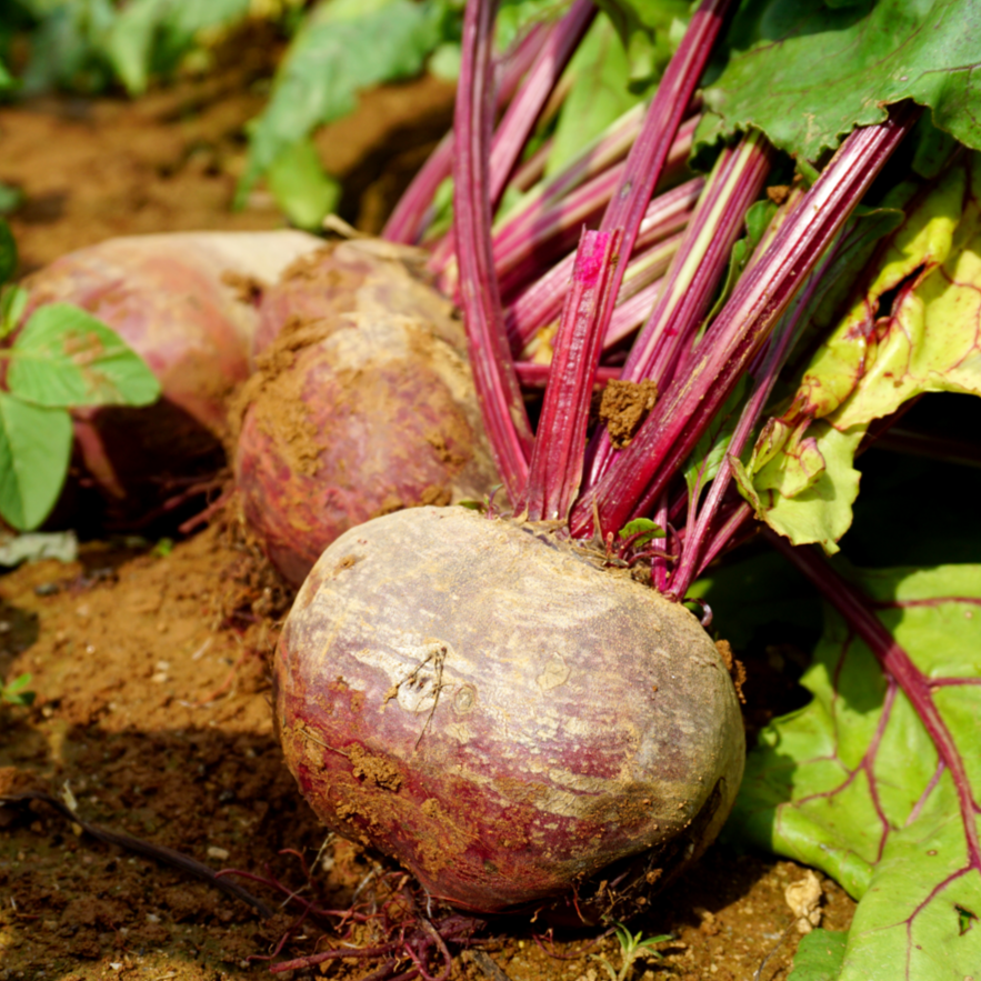 제주 레드비트 재구매율 1위 달콤 아삭 제주비트, 1박스, 제주 레드비트 1kg 혼합과 8,900원