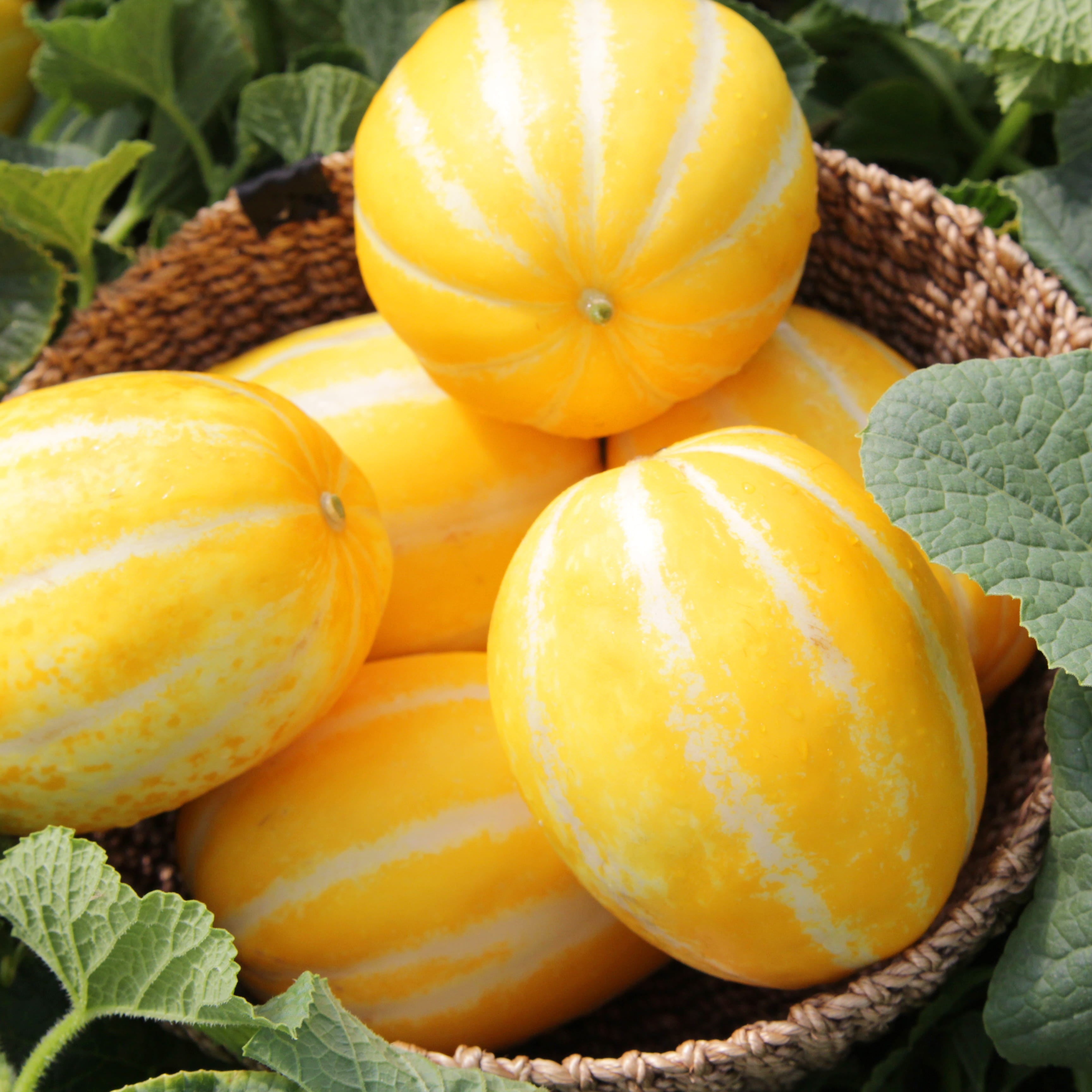 26년 달콤 아삭한 국내산 하우스 꿀 참외 37,900원