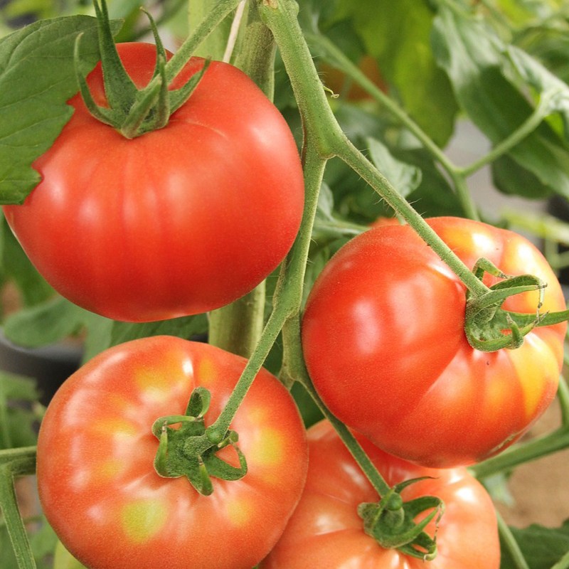 [500박스 특가] 산지직송 완숙 토마토 혼합과, 1개, 3kg 정품 13,900원