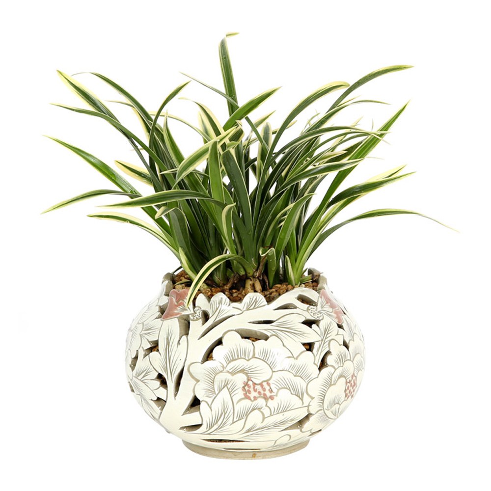 99플라워 (당일수령) 우아한 자태 동양란 [ST-E555] - 전국꽃배달서비스 축하 화분 승진 취임 인사 개업 동양란 축하난 당일배송, 1개 59,000원