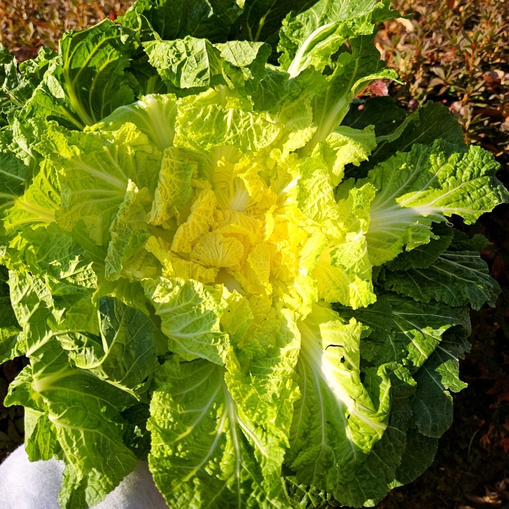 [당일수확 봄동] 해풍맞아 달달한 산지직송 제철 햇 봄동 제철 특가, 1박스, 5kg 28,900원